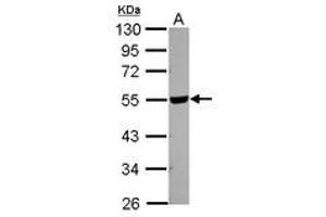 Image no. 1 for anti-Hyaluronidase-2 (HYAL2) (Internal Region) antibody (ABIN1496055)
