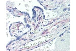 IHC Analysis: Human placenta tissue stained with PDGF receptor beta, mAb (42G12) at 20μg/ml. (PDGFRB anticorps)