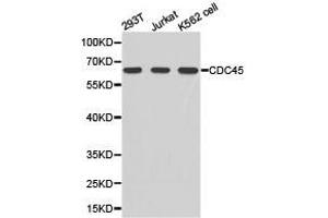 Western Blotting (WB) image for anti-Cell Division Cycle 45 Homolog (S. Cerevisiae) (CDC45) antibody (ABIN1875433) (CDC45 anticorps)