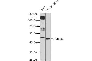 Western blot analysis of extracts of various cell lines, using C Rabbit pAb (ABIN7265501) at 1:1000 dilution. (ADRA2C anticorps  (AA 240-380))