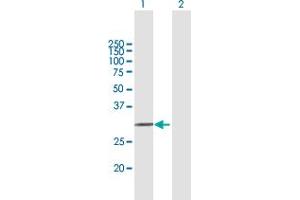 Western Blot analysis of APOF expression in transfected 293T cell line by APOF MaxPab polyclonal antibody. (Apolipoprotein F anticorps  (AA 37-327))