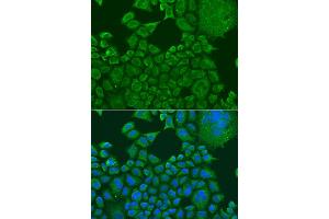 Immunofluorescence analysis of U2OS cells using FXR1 antibody (ABIN1876971) at dilution of 1:100. (FXR1 anticorps)