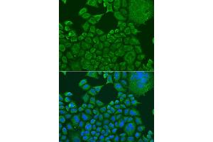 Immunofluorescence analysis of U2OS cells using FXR1 antibody (ABIN1876971) at dilution of 1:100.
