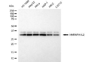 Western blotting analysis using HNRNPA1L2 antibody (ABIN7798895).