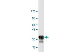 Western Blot detection against Immunogen (33. (Otopetrin 2 anticorps  (AA 423-493))