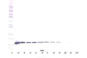 Image no. 1 for anti-Interleukin 3 (IL-3) antibody (ABIN464897) (IL-3 anticorps)