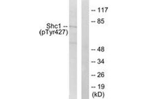 Western blot analysis of extracts from 293 cells treated with EGF 200ng/ml 5', using Shc (Phospho-Tyr427) Antibody. (SHC1 anticorps  (pTyr427))