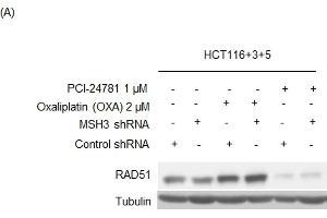 HDAC inhibitor, PCI-24781, inhibits RAD51 expression and enhances sensitivity to oxaliplatin in MSH3-deficient HCT116+3+5 cells.
