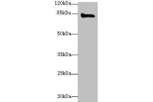 Western blot All lanes: KEL antibody at 3 μg/mL + HepG2 whole cell lysate Secondary Goat polyclonal to rabbit IgG at 1/10000 dilution Predicted band size: 83 kDa Observed band size: 83 kDa (KEL anticorps  (AA 201-500))