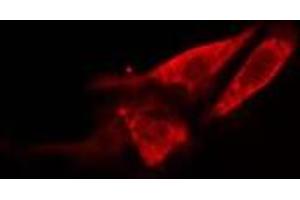 ABIN6278563 staining 293 cells by IF/ICC.