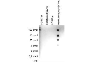 Cross reactivity test using the Histone H3 (R17me2(asym)K18ac)) antibody. (HIST1H3A anticorps  (2meArg17 (asymetric), acLys18))