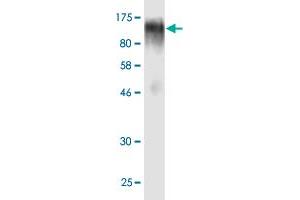 Western Blot detection against Immunogen (90.