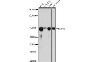 Western blot analysis of extracts of various cell lines, using NUP62 antibody (ABIN7269045) at 1:1000 dilution.