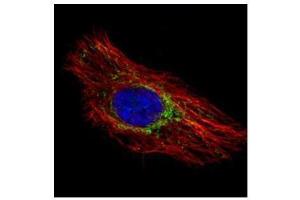 ICC/IF Image Confocal immunofluorescence analysis (Olympus FV10i) of methanol-fixed HeLa, using Prohibitin, antibody (Green) at 1:500 dilution.
