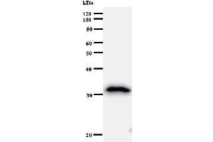 Western Blotting (WB) image for anti-B-Cell Translocation Gene 1, Anti-Proliferative (BTG1) antibody (ABIN930977) (BTG1 anticorps)