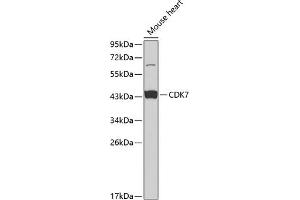 Western blot analysis of extracts of mouse heart, using CDK7 antibody (ABIN3022404, ABIN3022405, ABIN3022406 and ABIN6218792) at 1:1000 dilution.