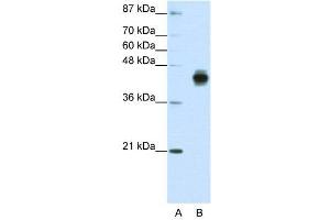 WB Suggested Anti-KRT18  Antibody Titration: 1. (Cytokeratin 18 anticorps  (C-Term))