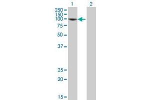 Western Blot analysis of NFKB1 expression in transfected 293T cell line (NFKB1 anticorps  (AA 1-969))