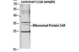 Western Blotting (WB) image for anti-Ribosomal Protein S4, X-Linked (RPS4X) (Internal Region) antibody (ABIN3186802) (RPS4X anticorps  (Internal Region))