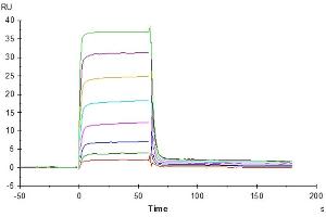 Human PVRIG, mFc Tag captured on CM5 Chip via anti-mouse antibody can bind Human Nectin-2, His Tag with an affinity constant of 0.