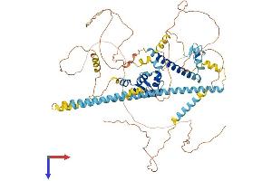 AlphaFold protein structure predicition of Mouse Recombinant Foxp2 Protein, UniprotID P58463