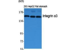 Western Blot (WB) analysis of specific cells using Integrin alpha3 Polyclonal Antibody. (ITGA3 anticorps  (Internal Region))