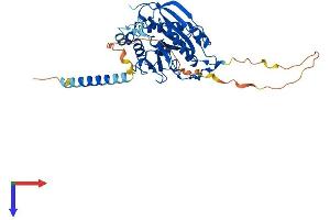 AlphaFold protein structure predicition of Mouse Recombinant B4galt1 Protein, UniprotID P15535