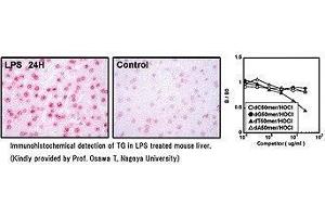 Immunohistochemical detection of TG in LPS treated mouse liver. (Thymidine Glycol anticorps)