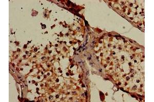 Immunohistochemistry of paraffin-embedded human testis tissue using ABIN7160165 at dilution of 1:100 (SLC16A7 anticorps  (AA 197-279))
