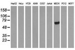 Image no. 3 for anti-rho GTPase Activating Protein 25 (ARHGAP25) antibody (ABIN1496705) (ARHGAP25 anticorps)