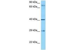 Image no. 1 for anti-CD274 (PD-L1) (AA 192-241) antibody (ABIN799508) (PD-L1 anticorps  (AA 192-241))