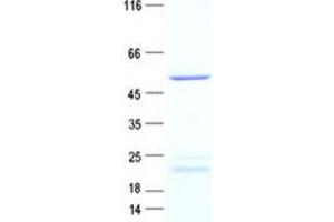 Validation with Western Blot