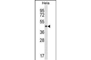 Western blot analysis in Hela cell line lysates (35ug/lane). (DNAJA3 anticorps  (N-Term))