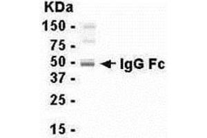 Western Blotting (WB) image for Chicken anti-Human IgG (Fc Region), (full length) antibody (ABIN2469249) (Poulet anti-Humain IgG (Fc Region), (full length) Anticorps)