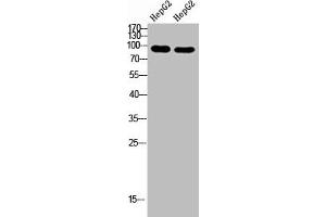 Western Blot analysis of hepg2 cells using Antibody diluted at 1000. (CACTIN anticorps  (AA 141-190))