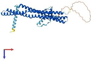 AlphaFold protein structure predicition of Mouse Recombinant Sh3glb1 Protein, UniprotID Q9JK48