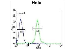 FBXW8 Antibody (Center) (ABIN654676 and ABIN2844371) flow cytometric analysis of Hela cells (right histogram) compared to a negative control cell (left histogram). (FBXW8 anticorps  (AA 270-299))