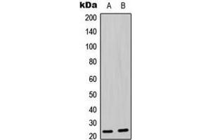 Western blot analysis of BAD (pS136) expression in MOLT4 (A), U2OS (B) whole cell lysates. (BAD anticorps  (pSer136))