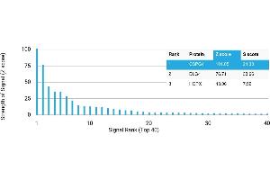 Protein Array (PAr) image for anti-Melanoma Associated Chondroitin Sulfate Proteoglycan (MCSP) antibody (ABIN7456049)