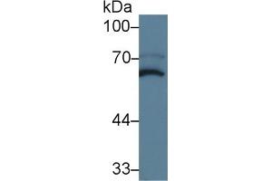 Western Blot; Sample: Mouse Cerebrum lysate; Primary Ab: 5µg/ml Rabbit Anti-Mouse MPP2 Antibody Second Ab: 0. (MPP2 anticorps  (AA 3-214))