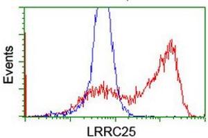 Image no. 3 for anti-Leucine Rich Repeat Containing 25 (LRRC25) antibody (ABIN1499199) (LRRC25 anticorps)