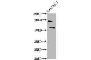 Western Blot Positive WB detected in: Raw264.