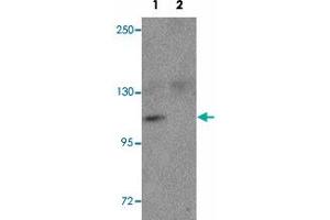 Western blot analysis of NLRP9 in EL4 cell lysate with NLRP9 polyclonal antibody  at 1 ug/mL in the (1) absence and (2) presence of blocking peptide.