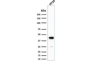 Western Blot Analysis of human HT29 cell lysate using Cytokeratin 20 (KRT20) Mouse Monoclonal Antibody (KRT20/1992).