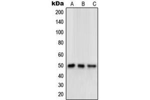 Western blot analysis of Delta Opioid Receptor expression in human brain (A), mouse brain (B), rat brain (C) whole cell lysates. (OPRD1 anticorps  (C-Term))