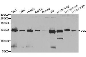 Western blot analysis of extracts of various cell lines, using VCL antibody. (Vinculin anticorps  (AA 767-1066))