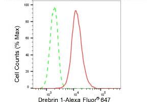 Flow cytometric analysis of Drebrin 1 expression in H9c2 cells using Drebrin 1 antibody (ABIN7798388), 1:2,000).