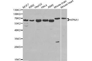 Western blot analysis of extracts of various cell lines, using KPNA1 antibody (ABIN5970872) at 1/1000 dilution. (KPNA1 anticorps)