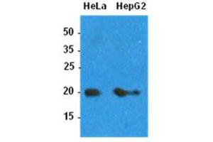 Western Blotting (WB) image for anti-ADP-Ribosylation Factor 1 (ARF1) antibody (ABIN781542) (ARF1 anticorps)