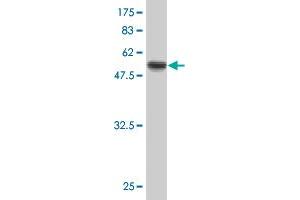 Western Blot detection against Immunogen (48. (PPP1R2P3 anticorps  (AA 1-205))
